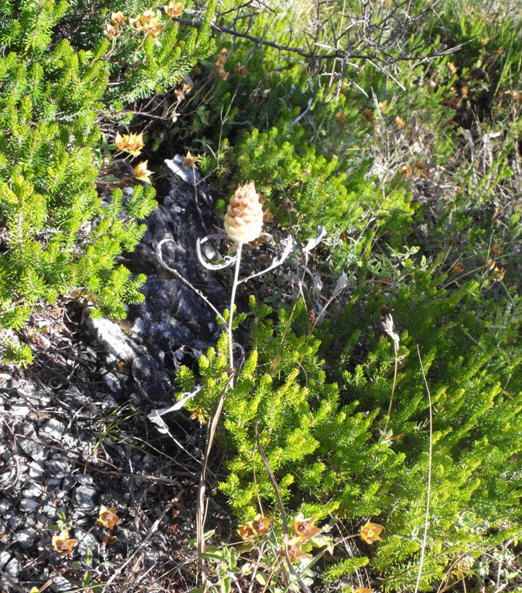 Rhaponticum coniferum / Fiordaliso ovoide